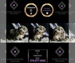 Small #6 YorkiePoo