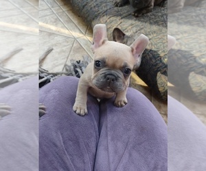 French Bulldog Puppy for sale in MIDLOTHIAN, VA, USA