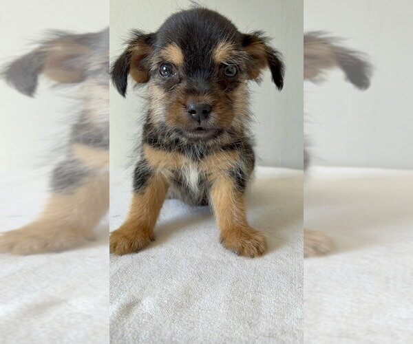 Medium Photo #3 Chihuahua-Unknown Mix Puppy For Sale in Studio City, CA, USA