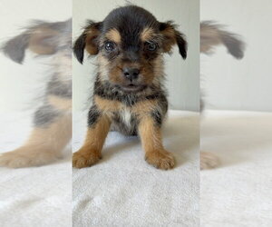 Tumbleweed #5798 - Male Chihuahua-Unknown Mix Dog for Adoption - Photo #3