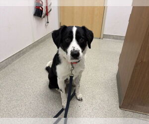 Border Collie-Unknown Mix Dogs for adoption in Fort Collins, CO, USA