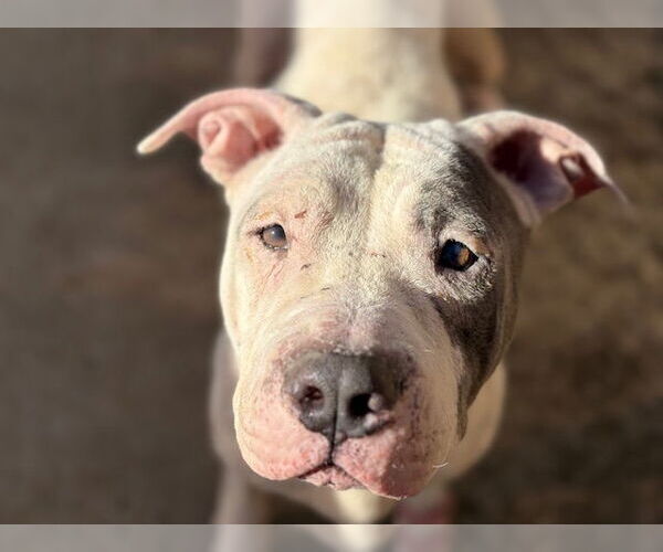 Medium Photo #1 Mutt Puppy For Sale in Tulsa, OK, USA