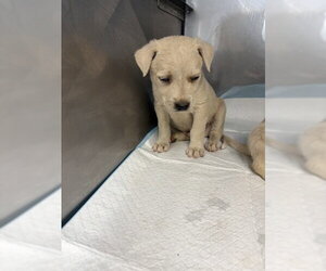 Mutt Dogs for adoption in San Bernardino, CA, USA