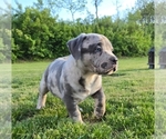 Small #4 American Bully