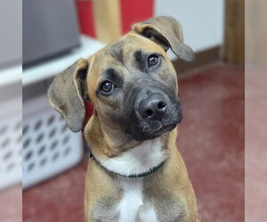 Montreal - Female Mutt Dog for Adoption - Photo #8