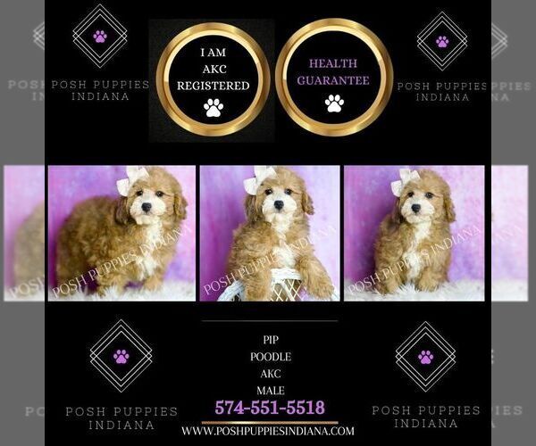 Medium Photo #2 Poodle (Toy) Puppy For Sale in WARSAW, IN, USA