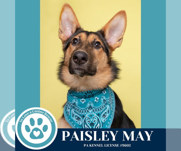 Medium Photo #3 Collie-German Shepherd Dog Mix Puppy For Sale in Kimberton, PA, USA