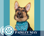 Small #2 Collie-German Shepherd Dog Mix