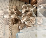 Small #4 Poodle (Standard)