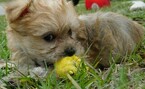 Small Photo #24 Morkie Puppy For Sale in ORLANDO, FL, USA