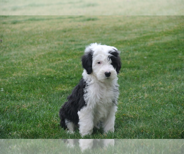 Medium Photo #4 Sheepadoodle Puppy For Sale in FREDERICKSBG, OH, USA
