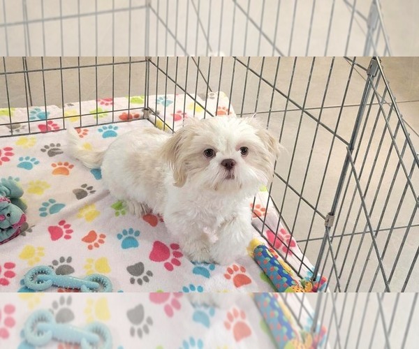 Medium Photo #6 Shih Tzu Puppy For Sale in ORO VALLEY, AZ, USA