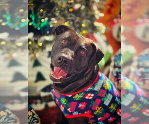 Mutt Dogs for adoption in Myrtle Beach, SC, USA