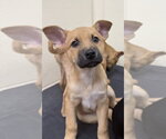 Small Photo #1 Labrador Retriever-Unknown Mix Puppy For Sale in Jefferson, NJ, USA