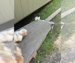 Small #9 Schweenie