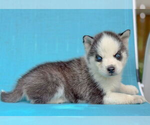 Siberian Husky Dogs for adoption in PIPE CREEK, TX, USA