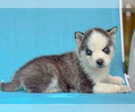 Small Siberian Husky