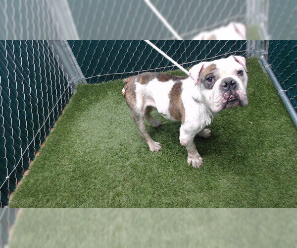 Medium Photo #1 Bulldog Puppy For Sale in Downey, CA, USA
