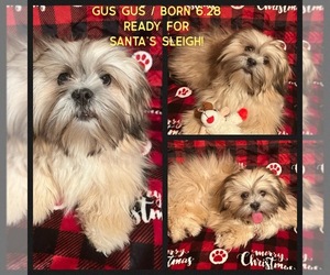 Lhasa Apso Puppy for sale in OKLAHOMA CITY, OK, USA