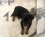 Small Photo #8 Rottweiler Puppy For Sale in FOREST GROVE, OR, USA