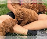 Small #5 Goldendoodle (Miniature)