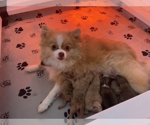 Mother of the Pomeranian puppies born on 09/22/2022
