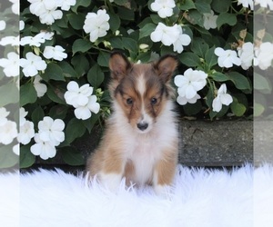 Shetland Sheepdog Puppy for sale in BALTIC, OH, USA