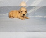 Small #4 Golden Retriever
