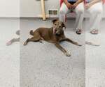 Small #4 Labrador Retriever Mix