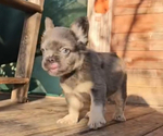Small #2 French Bulldog