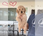 Puppy Puppy 6 Goldendoodle