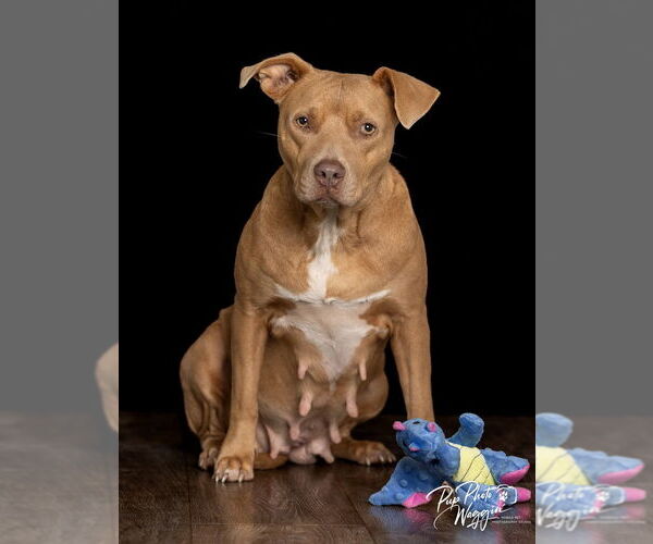 Medium Photo #6 Mutt Puppy For Sale in Claremore, OK, USA