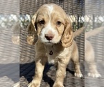 Small Photo #2 Cocker Spaniel-Poodle (Miniature) Mix Puppy For Sale in RIVERDALE, MD, USA