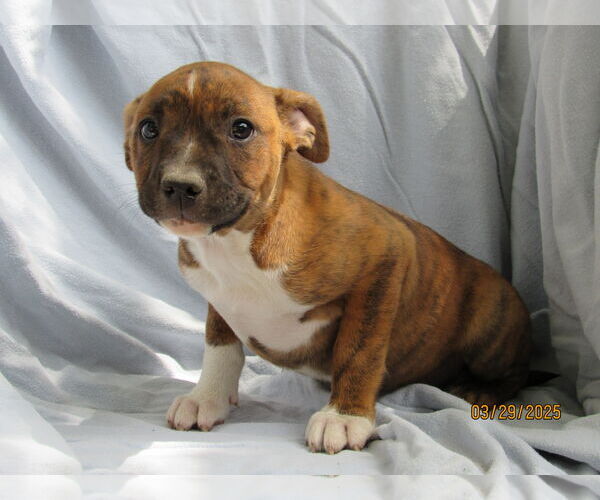 Medium Photo #1 Mutt Puppy For Sale in Conroe, TX, USA