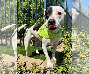 Milo - Female American Pit Bull Terrier-Unknown Mix Dog for Adoption - Photo #5