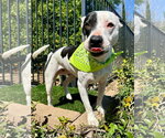 Small Photo #5 American Pit Bull Terrier-Unknown Mix Puppy For Sale in Redlands, CA, USA