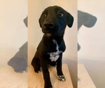 Small Photo #2 Labrador Retriever-Unknown Mix Puppy For Sale in San Diego, CA, USA