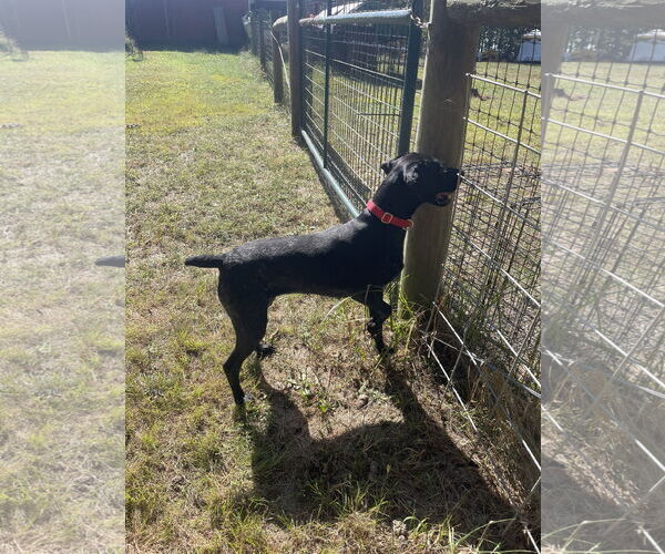 Medium Photo #7 German Shorthaired Pointer Puppy For Sale in Columbus, IN, USA