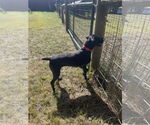 Small #6 German Shorthaired Pointer