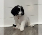 Litter of 10 - Male(s) and Female(s) AussiedoodleLitter of Puppies for Sale - Photo #7