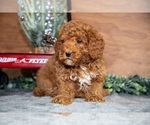 Small Photo #22 Poodle (Miniature) Puppy For Sale in WOLCOTTVILLE, IN, USA