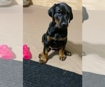 Small Photo #12 Doberman Pinscher Puppy For Sale in HUNTSBURG, OH, USA