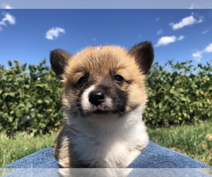 Pembroke Welsh Corgi Puppy for sale in ARTHUR, IL, USA