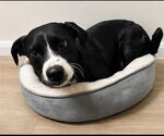 Small #1 Border Collie Mix