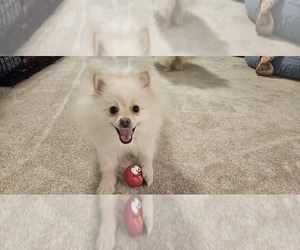 Pomeranian Dog for Adoption in TUCSON, Arizona USA