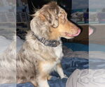Small #4 Australian Shepherd