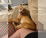 Small #1 Labrador Retriever Mix