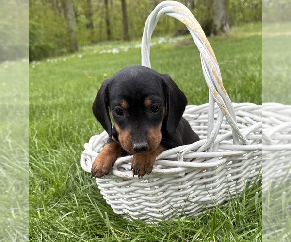 Medium Photo #4 Dachshund Puppy For Sale in MIDDLEBURY, IN, USA
