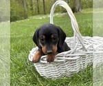 Small #3 Dachshund
