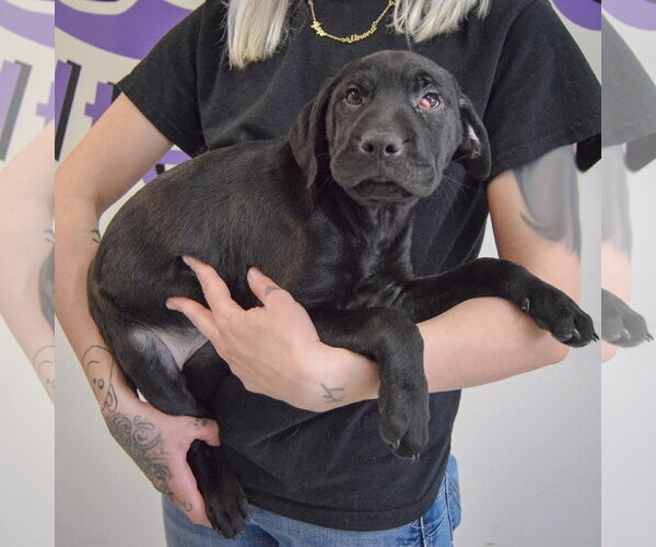 Medium Photo #2 Mutt Puppy For Sale in Huntley, IL, USA